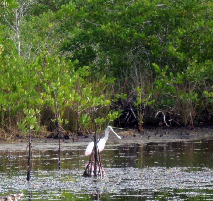 Roseated Spoonbill